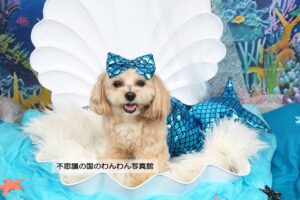 3.マーメイド