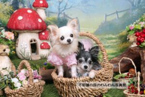 1.妖精の森
