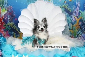 4.マーメイド