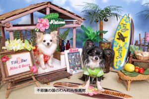 9.ハワイわんわんビーチ